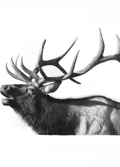 Elk Gallery