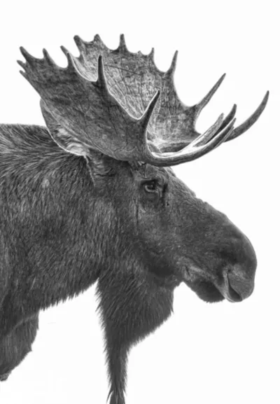 Moose Gallery