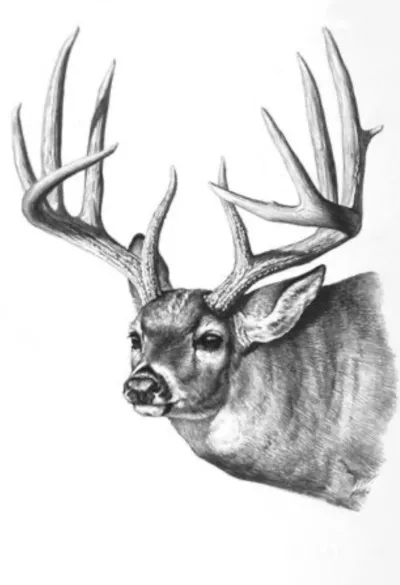 Whitetail Deer Gallery
